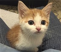 AMONG THE ANIMALS | Protection orders keep pets safe from domestic violence