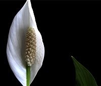 GARDEN HOTLINE | The gift of health, fresh air