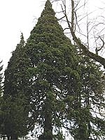 TREE TALK | Make way for giants 