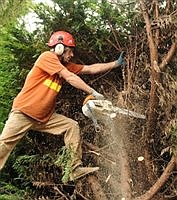 GARDEN HOTLINE | When to call an arborist 