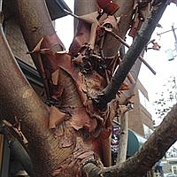 TREE TALK | A prince in the royal family of deciduous trees