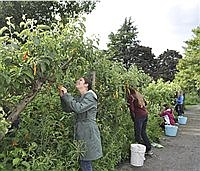 GARDEN HOTLINE | What’s bugging my fruit tree? 