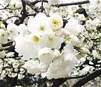 TREE TALK | It’s cherry blossom time
