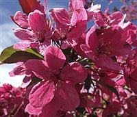 TREE TALK | What’s in a name?