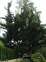 Hollywood juniper has sculptural impact
