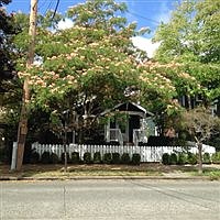 The Mimosa: Arboriculture's Meryl Streep