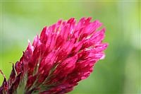 Growing winter cover crops