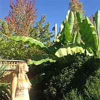 The hardy banana tree