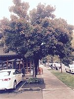 The little known Hawthorn