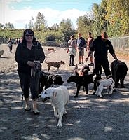 The many benefits of professional dog-walkers