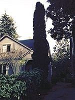 Arborvitae: The unappreciated workhorse 