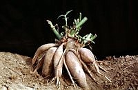 Growing Yacón in the Northwest