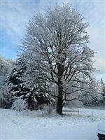 The Northwest's deciduous giant