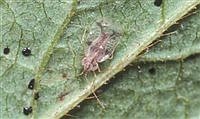 Understanding the lace bug invasion