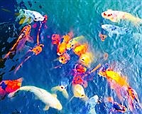 Local artist Season Yoshida to be featured at Japanese Garden