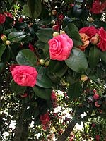 Our magnificent camellia trees
