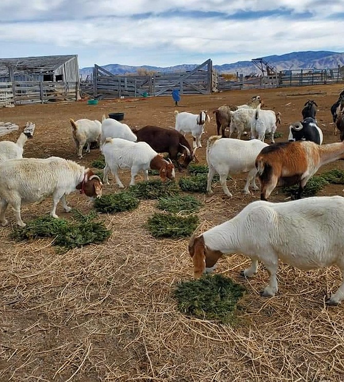 Suzann Gilliland Peterson photo
The High Desert Grange is arranging to recycle Christmas wreaths from the Northern Nevada Veterans Memorial Cemetery and is seeking help from goat and sheep producers.