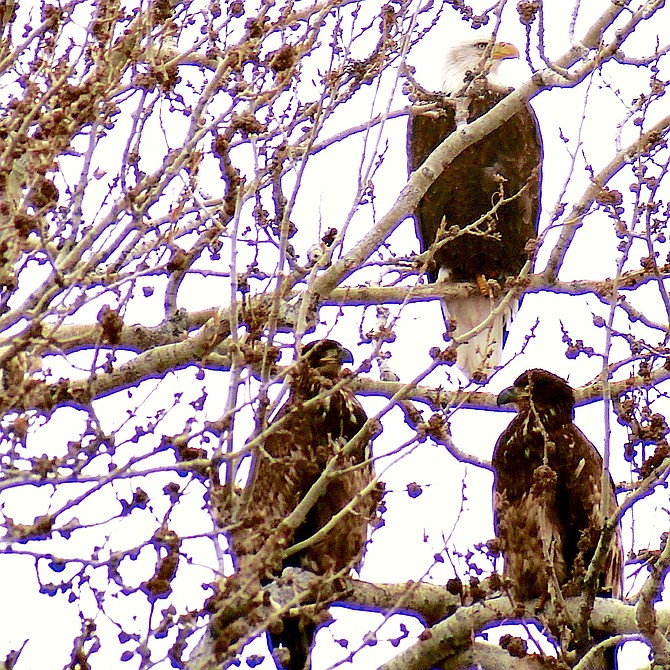 Three eagles occupy a tree in Minden in this photo taken by Linda Bridwell.