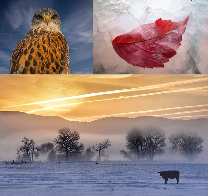 Photo Club winners from upper left, First place was “Eyes on You” by Donald Swezy, 
Second Place was ‘A bit of red’ by Sara Danta
Third place was “Carson Valley Morning by Kim Steed