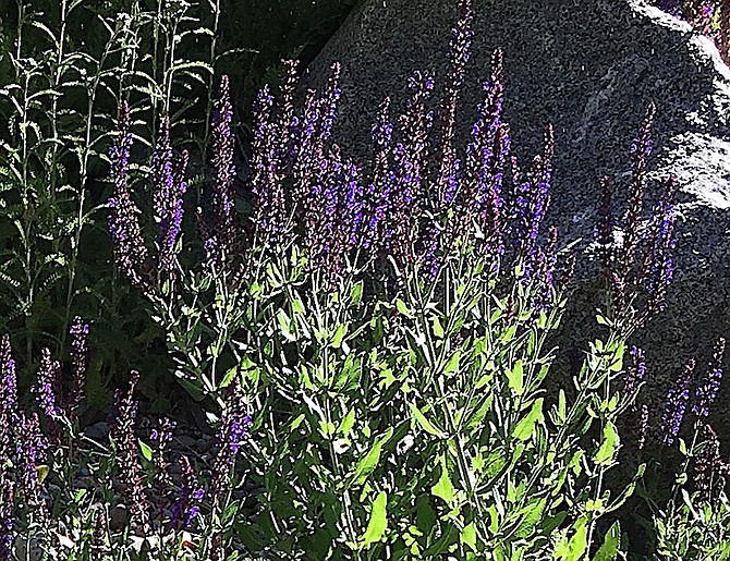 Drought-tolerant plants can reduce water consumption.