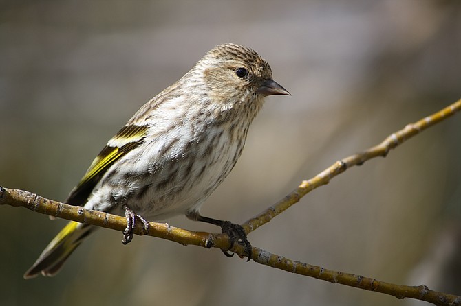 Groups warn of salmonella killing finches around Carson Valley, Tahoe ...