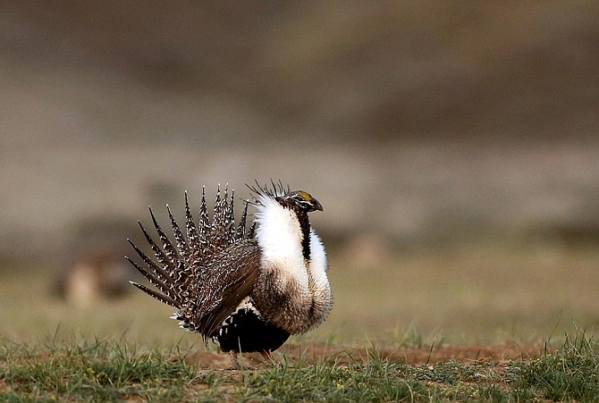 A male sage grouse struts in the early morning hours outside Baggs, Wyo., on April 22, 2015. (Photo: Dan Cepeda/The Casper Star-Tribune via AP, file)
