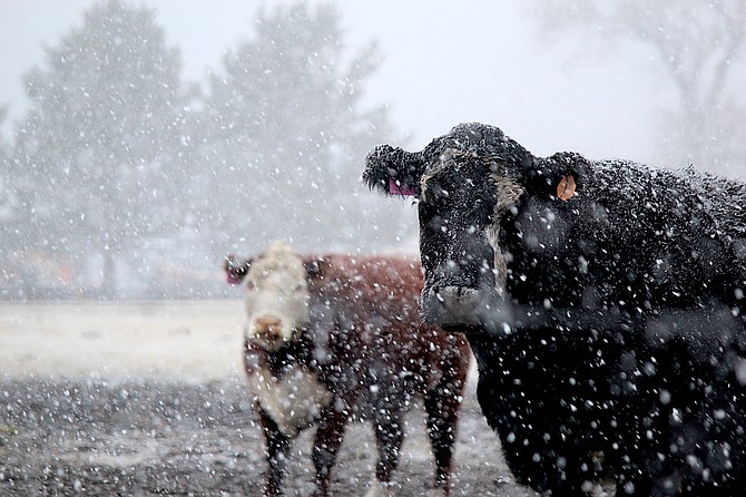 A brief blast of snow gathers on the back of a Ranch No. 1 cow in Genoa on Saturday morning.