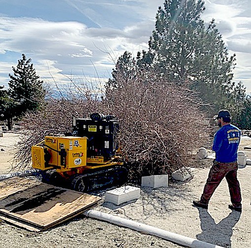 Battle Born Tree Service owner Mike Orlick operates a remote control stump grinder in Genoa Cemetery on Thursday.