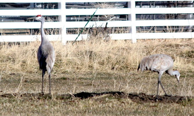 Two sandhill cranes wander the field north of Genoa Lane on Tuesday morning.