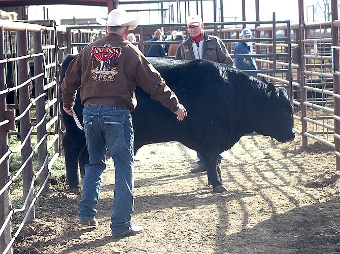 Steve Ranson / LVN
A prospective checks out a bull at the annual Fallon All Breeds Bull Sale.