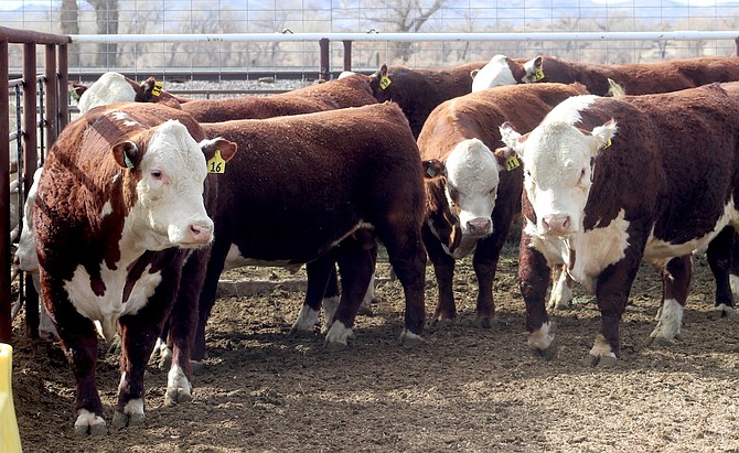 The Fallon All Breeds Bull Sale, held Feb. 20, provided buyers with range-ready bulls.