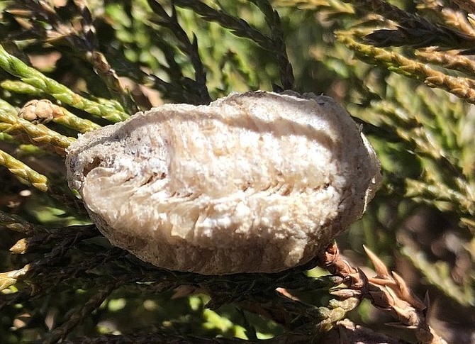 A praying mantis egg sac that Amy Roby found last weekend.