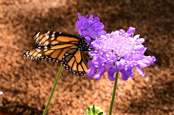 A photo of a monarch butterfly taken by Gardnerville resident Tim Berube in May 2020.
