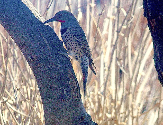 Carson Valley resident Sue Cooke took this photo of a Northern Flicker.