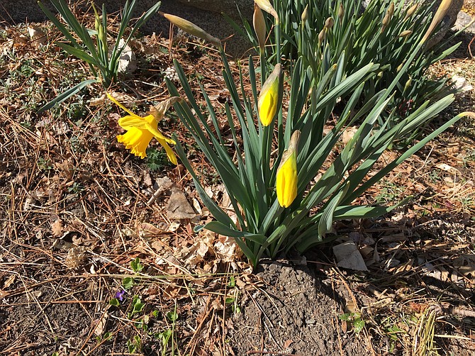 Daffodils bloom in Genoa on the first day of spring.