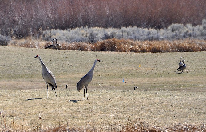 Sand Hill cranes tower over the other birds at Genoa Lakes last weekend in this photo submitted by resident Ann-Sofie Allen.