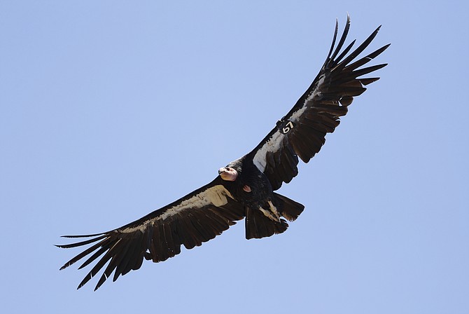 A California condor takes flight in the Ventana Wilderness east of Big Sur, Calif., on June 21, 2017. The endangered California condor could return to the Pacific Northwest for the first time in 100 years. (Photo: Marcio Jose Sanchez/AP, file)