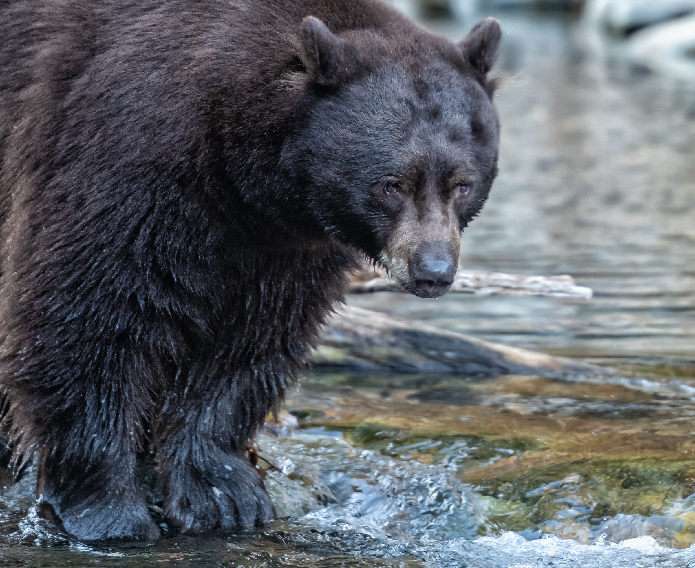 Mysterious disease killing young bears in the Sierra Nevada | Serving 