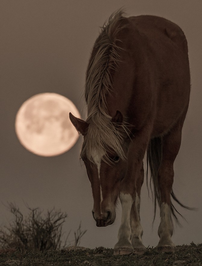 A wild horse stands in the full moon on Sunday in this photo by JT Humphrey.