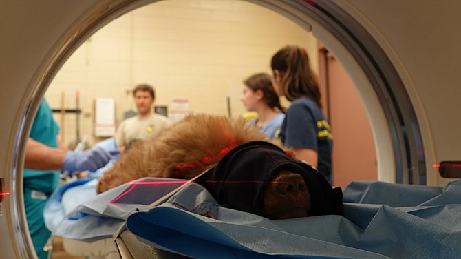 A young black bear displaying neurological abnormalities, including a prominent head tilt, undergoes a CT scan at UC Davis in 2019. The bear became something of a social media sensation for approaching people at the Northstar ski resort before being treated by CDFW and placed with a wildife facility in San Diego, where the bear has required ongoing veterinary care. CDFW photo by Kirsten Macintyre