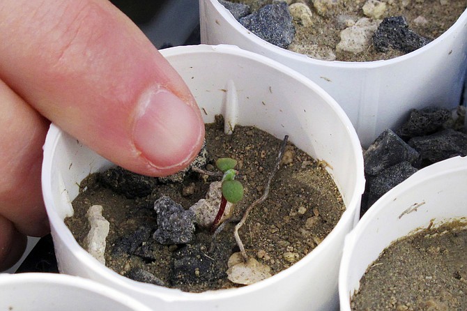A plant ecologist at the University of Nevada, Reno, points to a tiny Tiehm's buckwheat that has sprouted at a campus greenhouse in Reno on Feb. 10, 2020. (Photo: Scott Sonner/AP, file)