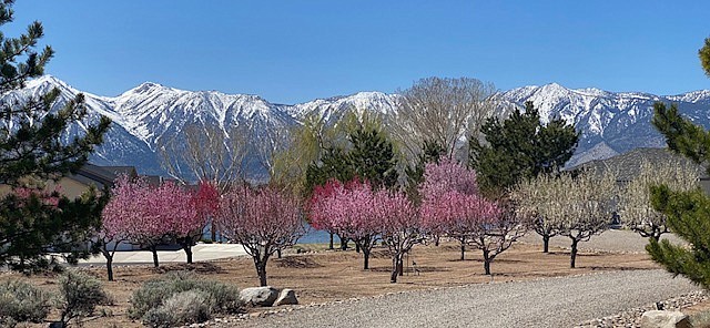 Brenda Stukey's fruit trees are in full bloom with no freeze in sight.