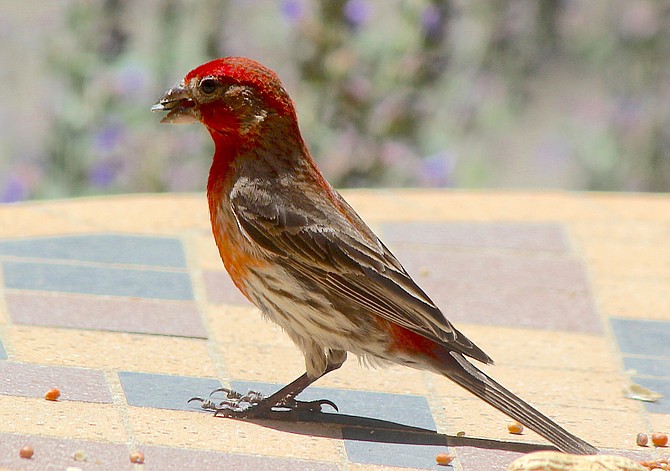 A house finch eats a seed from a table in Genoa last summer.