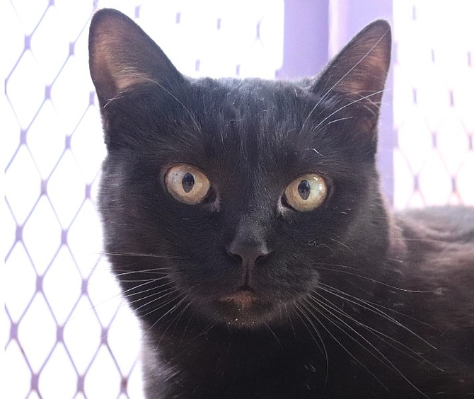 Baby is a lovely black two-year-old domestic short-hair. Her golden eyes are captivating! She came to CAPS with her kittens. Baby is looking for that special someone who will take time to be with her and give her love. Black cats are good luck and you could be the lucky person to take her home.