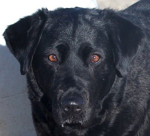 Molly is a beautiful eight-year-old Black Labrador. She is a sweet, calm girl that enjoys being around people. Molly likes riding in the car, taking a walk, or just hanging out. If you are looking for a relaxed, comforting companion, Molly is waiting to meet you. Come out and enjoy her company.