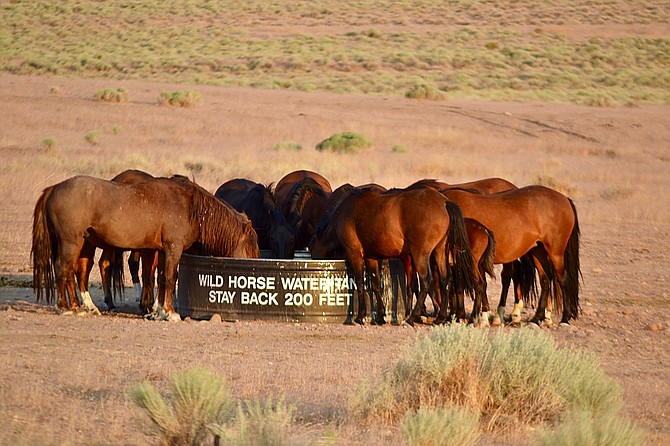 Wild horses drink from a water tank in this 2017 R-C file photo.