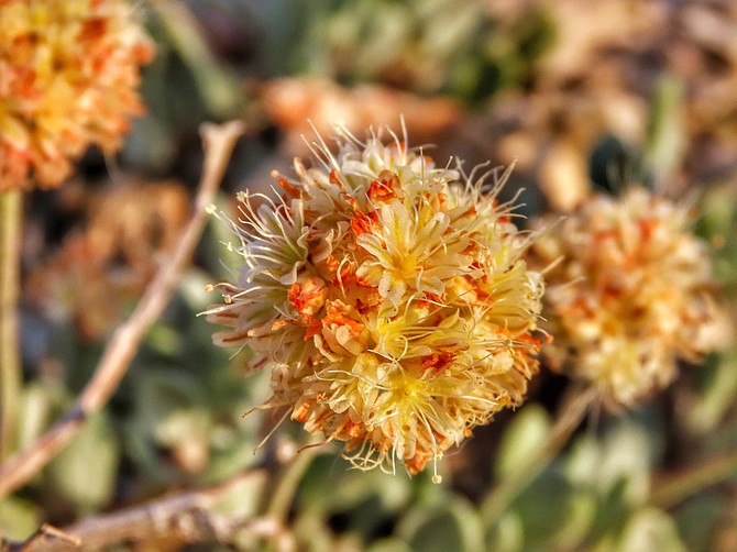 A June 1, 2019 photo provided by the Center for Biological Diversity shows Tiehm's buckwheat blooming at Rhyolite Ridge in the Silver Peak Range of Western Nevada. (Patrick Donnelly/Center for Biological Diversity via AP, file )