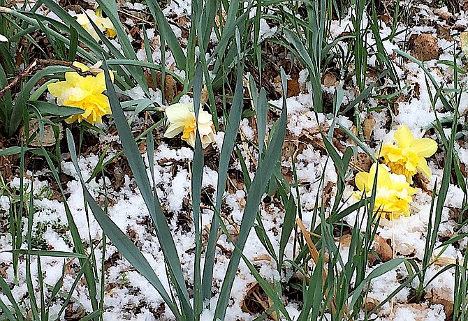 Snow sticks to daffodils after the April 14 storm in Carson Valley. The Valley might see a little bit of snow on Sunday night.