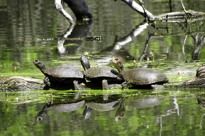 Three western pond turtles bask on a log in an Oregon wetland. 
Photo by Simon Wray/Oregon Department of Fish and Wildlife