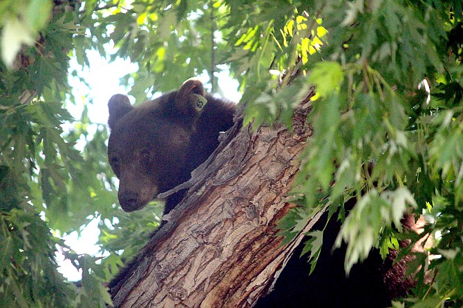 A bear climbs a tree in Minden on June 12, 2020.